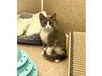 Sage, Domestic Mediumhair For Adoption In Mccormick, South Carolina