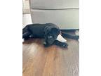 Dodger, Labrador Retriever For Adoption In Dana Point, California