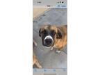 Callie, Labrador Retriever For Adoption In Dana Point, California