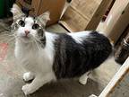 Meow Meow, Domestic Shorthair For Adoption In Salem, New Hampshire