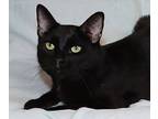 Cutie, Domestic Shorthair For Adoption In Euclid, Ohio