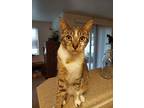 Luna, Domestic Shorthair For Adoption In Bellingham, Washington