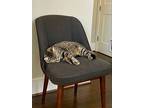 Charlie #mr-social, American Shorthair For Adoption In Houston, Texas