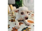 Ivory, Rat Terrier For Adoption In Long Beach, Mississippi