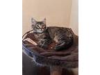 Abigail, Maine Coon For Adoption In Parlier, California
