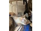Cat 25886 (tiger Lily), Abyssinian For Adoption In Parlier, California