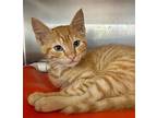 Meander, Domestic Shorthair For Adoption In Milpitas, California