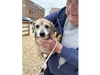 Sugar (september 2024), Dachshund For Adoption In Greensboro, North Carolina
