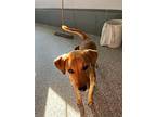 Jasmine, Labrador Retriever For Adoption In Effingham, Illinois