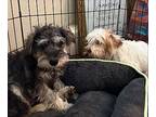 Rusty, Schnauzer (miniature) For Adoption In Homer Glen, Illinois