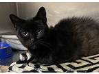 Milo, Domestic Shorthair For Adoption In Paris, Kentucky
