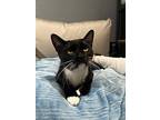 Sylvester The Cat, Domestic Shorthair For Adoption In Provo, Utah