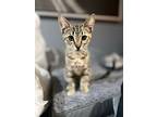 Nina Simone, Domestic Shorthair For Adoption In Provo, Utah