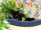 Cole Cinder, Domestic Shorthair For Adoption In Provo, Utah