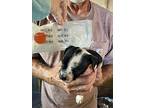Charlie Betty, American Pit Bull Terrier For Adoption In Provo, Utah