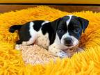 Pepper Betty, American Pit Bull Terrier For Adoption In Provo, Utah