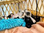 Mochi Betty, American Pit Bull Terrier For Adoption In Provo, Utah