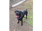 Ruby Smith, Labrador Retriever For Adoption In Provo, Utah