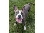 She Shed Shannon, American Pit Bull Terrier For Adoption In Richmond, Virginia