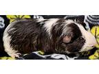 Chucky, Guinea Pig For Adoption In Gary, Indiana
