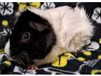 Zombie, Guinea Pig For Adoption In Gary, Indiana