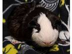 Freddy, Guinea Pig For Adoption In Gary, Indiana