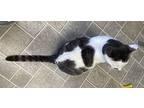 Cosmo, Domestic Shorthair For Adoption In Sparta, Wisconsin