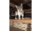 Kitkat 2024, Domestic Shorthair For Adoption In Mount Laurel, New Jersey