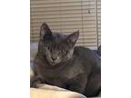 Reese 2024, Domestic Shorthair For Adoption In Mount Laurel, New Jersey