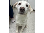 Amarie, Golden Retriever For Adoption In Victoria, Texas