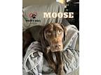 Moose (courtesy Post), Labrador Retriever For Adoption In Council Bluffs, Iowa