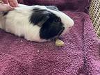 Rocky, Guinea Pig For Adoption In Powell River, British Columbia