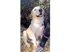 Leo, Golden Retriever For Adoption In Seattle, Washington
