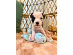 Knox Betty, American Pit Bull Terrier For Adoption In Rosharon, Texas