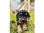 Bingo Betty, American Pit Bull Terrier For Adoption In Rosharon, Texas