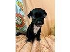 Cheerio Betty, American Pit Bull Terrier For Adoption In Rosharon, Texas