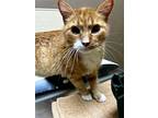 Malley, Domestic Shorthair For Adoption In Merriam, Kansas