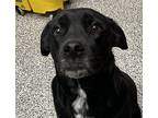 Oreo, Labrador Retriever For Adoption In Golden, Colorado