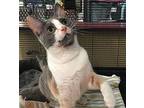 Daisy, Domestic Shorthair For Adoption In Mooresville, North Carolina