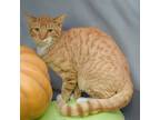 October, Domestic Shorthair For Adoption In Huntley, Illinois