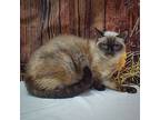 Aphrodite, Siamese For Adoption In Huntley, Illinois