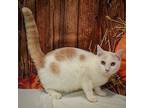 Angel, Turkish Van For Adoption In Huntley, Illinois