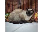 Cleopatra, Siamese For Adoption In Huntley, Illinois