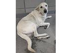 Molly, Labrador Retriever For Adoption In Chandler, Arizona
