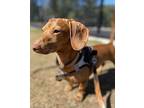 Diesel Boy, Dachshund For Adoption In Marietta, Georgia