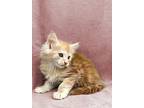 Puff, Maine Coon For Adoption In West Bloomfield, Michigan