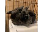 Luna & Fabio, Lionhead For Adoption In Chino, California
