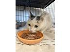 Delilah, Domestic Shorthair For Adoption In Gillette, Wyoming