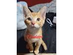 Penelope, Domestic Shorthair For Adoption In Lewisville, Texas