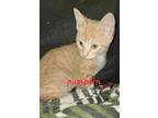 Pumpkin Spice Latte, Domestic Shorthair For Adoption In Lewisville, Texas